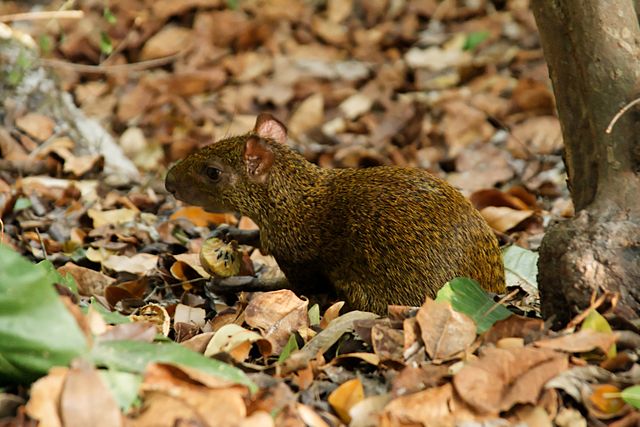 Agouti Facts Hindi