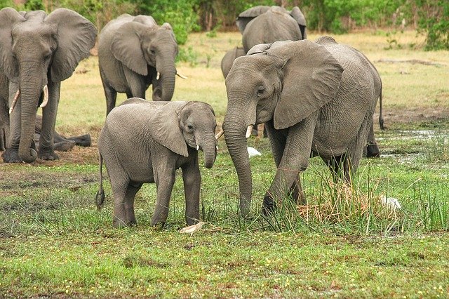 ELEPHANT FACTS