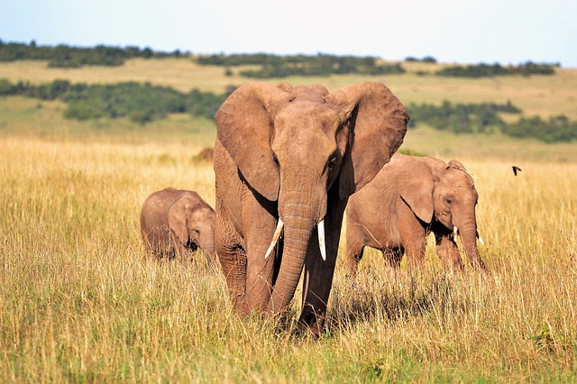 Elephant anatomy