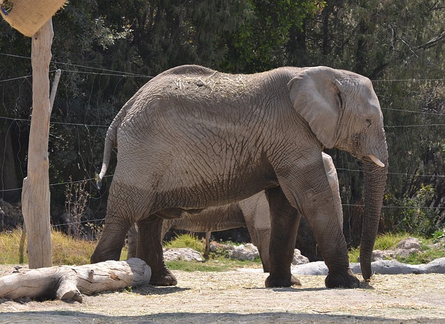 Elephant breeding