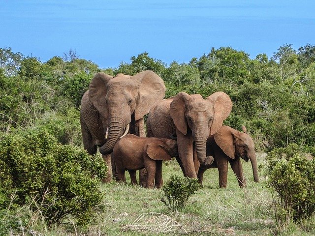 Elephant communication