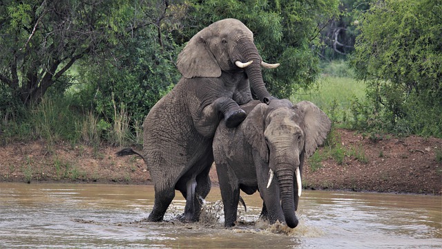 Elephant love and relationship