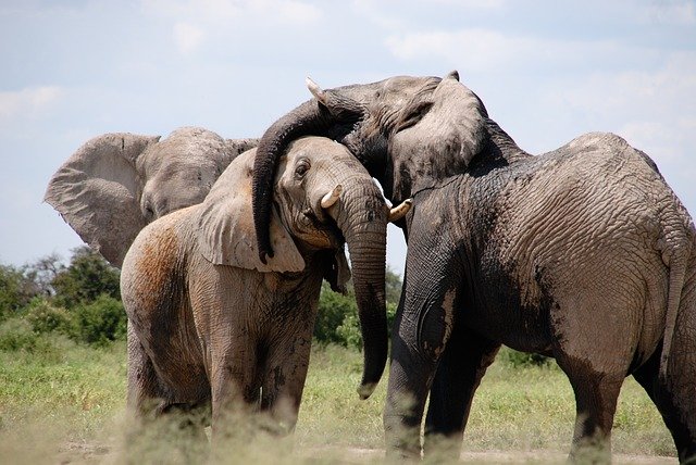 Elephant social behavior