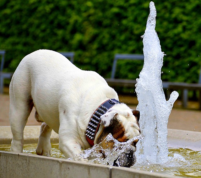 a to z animal sound