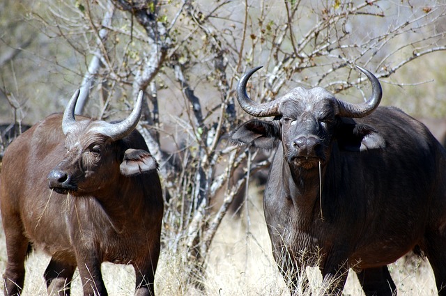 African buffalo