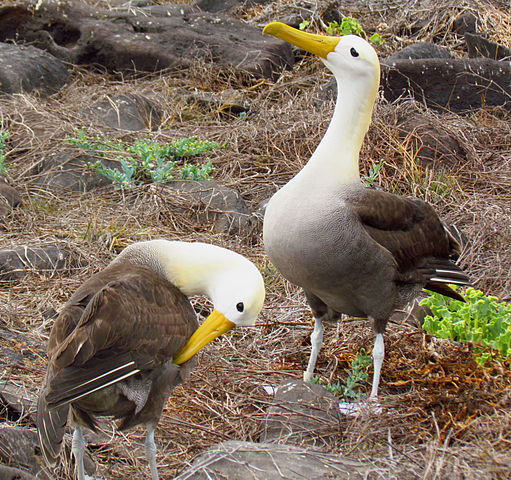 Galapagos Albatross Facts Hindi