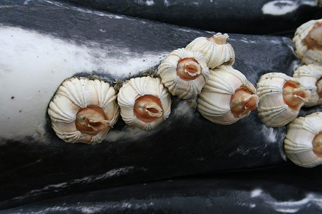 Barnacle Facts Hindi