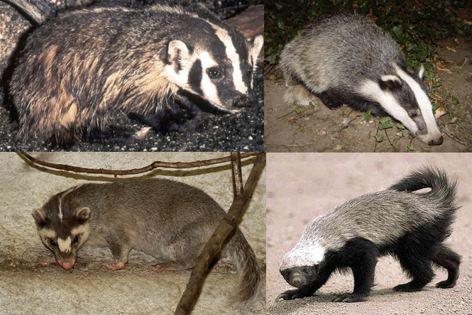 Badger