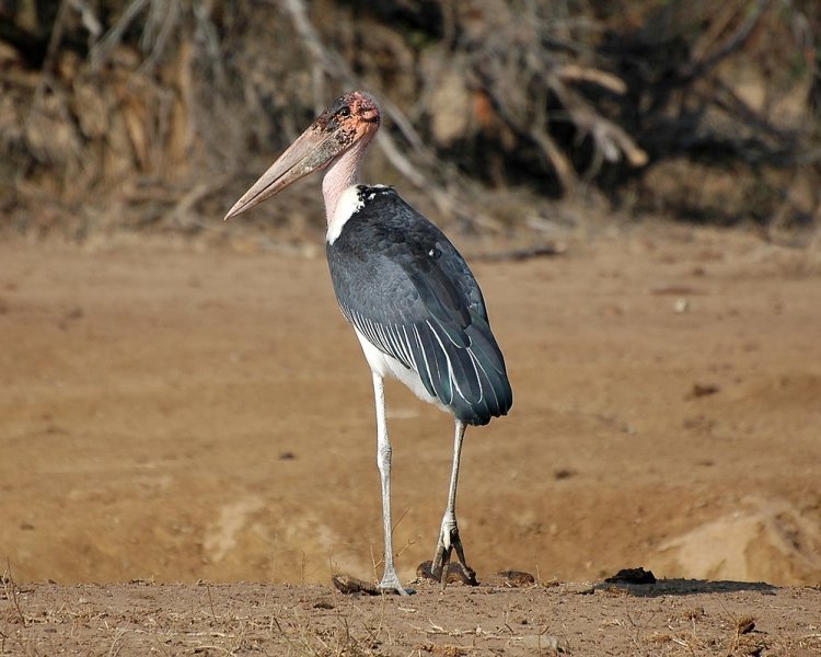 Marabou Stork Facts
