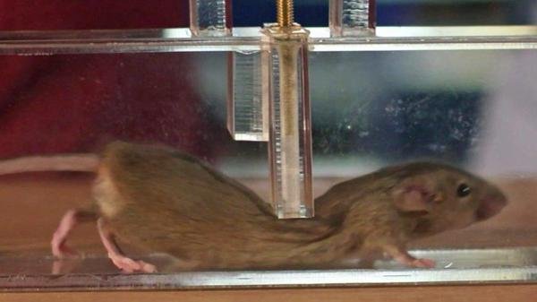 क्या चूहों में हड्डियाँ होती हैं? - चूहे इतने लचीले क्यों होते हैं?