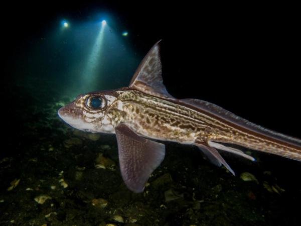 क्या सभी मछलियों में तराजू होते हैं?  - स्केललेस मछली के प्रकार - चूहा मछली