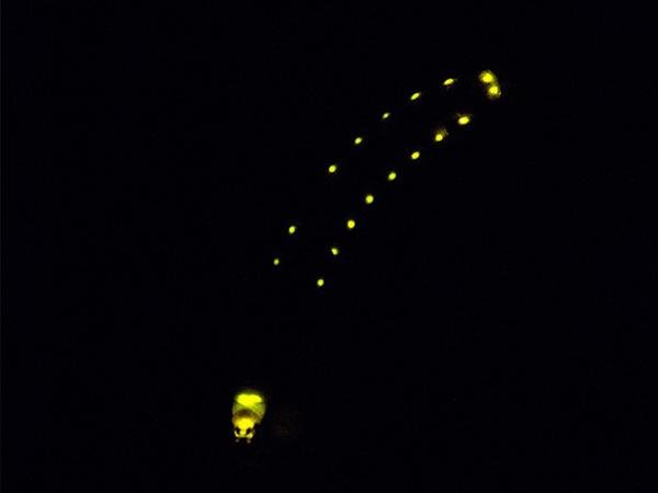 ग्लो इन द डार्क एनिमल्स - 9. रेलरोड वर्म