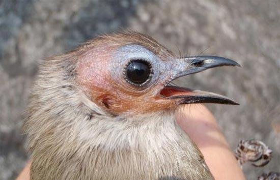 क्या पंखहीन पक्षी मौजूद हैं?  - 