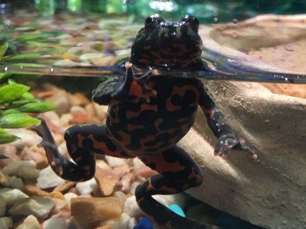 मेंढक बनाम। टॉड - क्या अंतर है? - मेंढकों के लक्षण