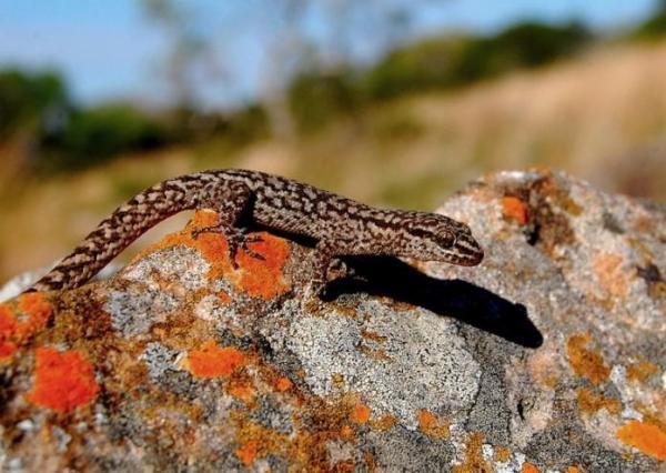 एक स्थानिक प्रजाति क्या है?  - 