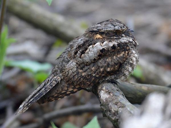 पक्षी रात में क्यों चहकते हैं? -