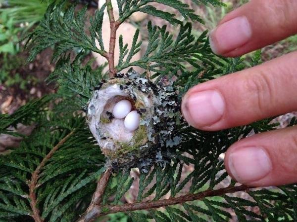 दुनिया का सबसे छोटा पक्षी कौन सा है?  - तस्वीरों के साथ - दुनिया का सबसे छोटा पक्षी का अंडा कौन सा है?