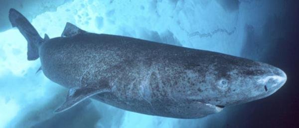 कौन से जानवर सबसे लंबे समय तक जीते हैं?  - 4. ग्रीनलैंड शार्क (सोम्निओसस माइक्रोसेफालस)
