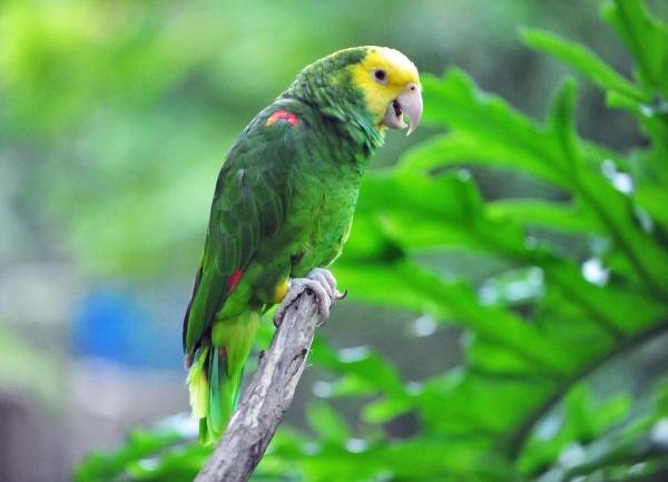 मेक्सिको में विलुप्त होने के खतरे में 12 जानवर - 9. पीले सिर वाला तोता