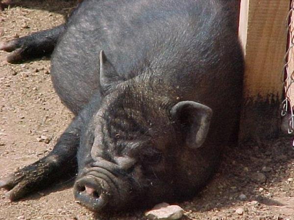 शीर्ष 10 अविश्वसनीय जानवर जिन्होंने लोगों की जान बचाई - लुलु बचाव वियतनामी सुअर 