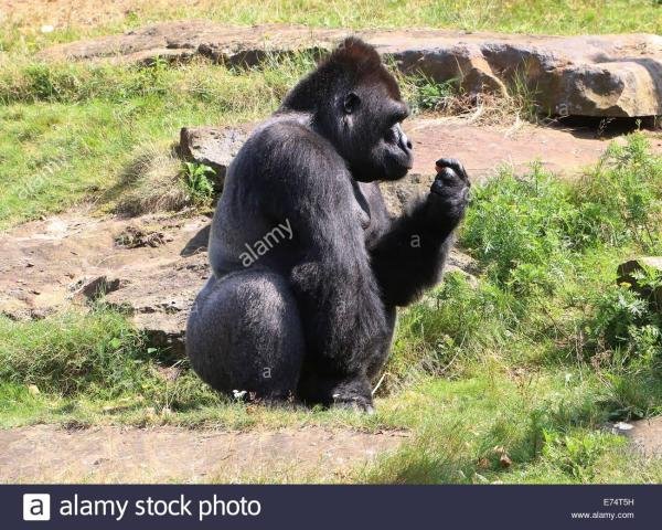 शीर्ष 10 अविश्वसनीय जानवर जिन्होंने लोगों की जान बचाई - जाम्बो उल्लेखनीय गोरिल्ला माता-पिता