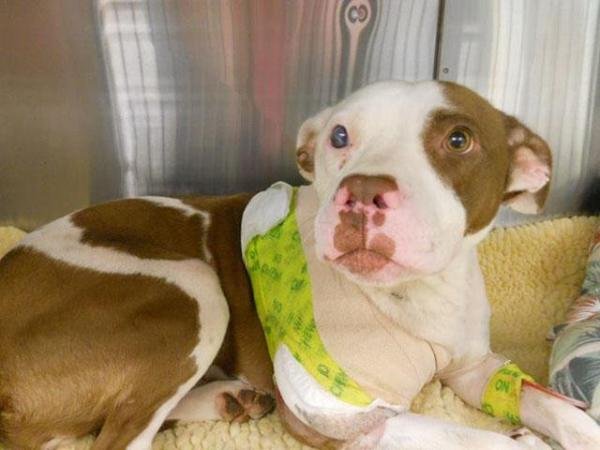 शीर्ष 10 अविश्वसनीय जानवर जिन्होंने लोगों की जान बचाई - लेफ्टी, व्यक्तिगत अंगरक्षक 