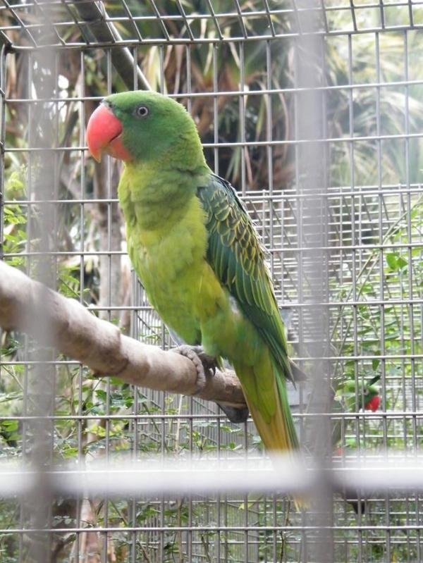 शीर्ष 10 अविश्वसनीय जानवर जिन्होंने लोगों की जान बचाई - विलियम द अलर्ट तोता