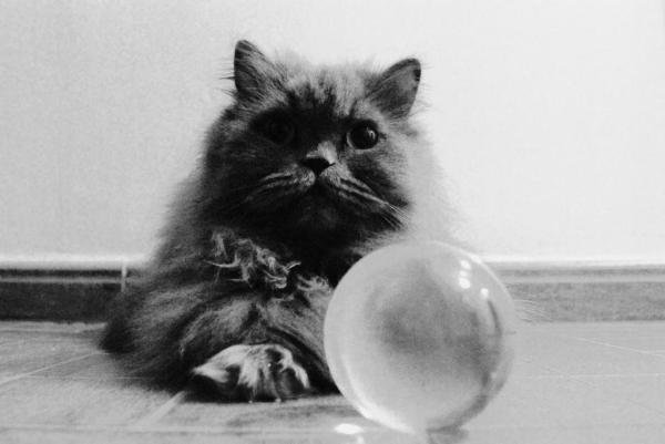 7 चीजें जो बिल्लियाँ भविष्यवाणी कर सकती हैं