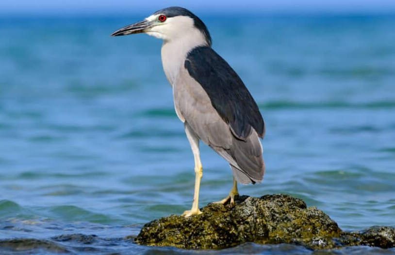 Night Heron