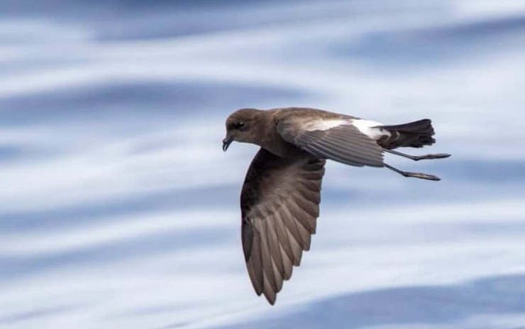 Petrel