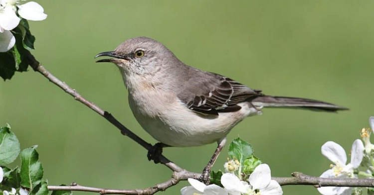 Mockingbird