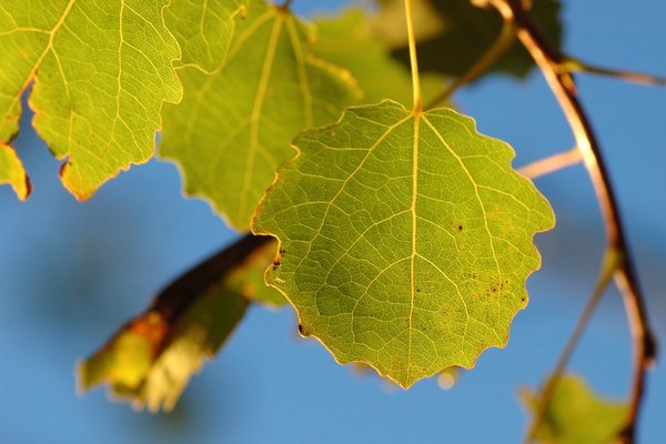 ऐस्पन पत्ता