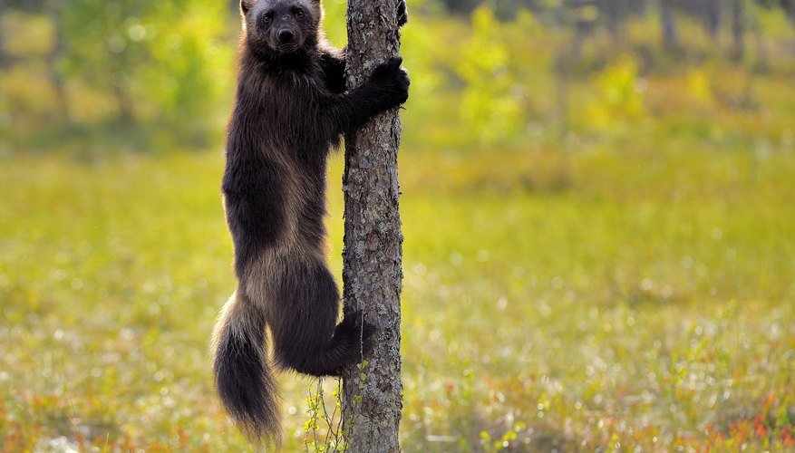 वूल्वरिन पशु तथ्य - Wolverine Animal Facts Hindi