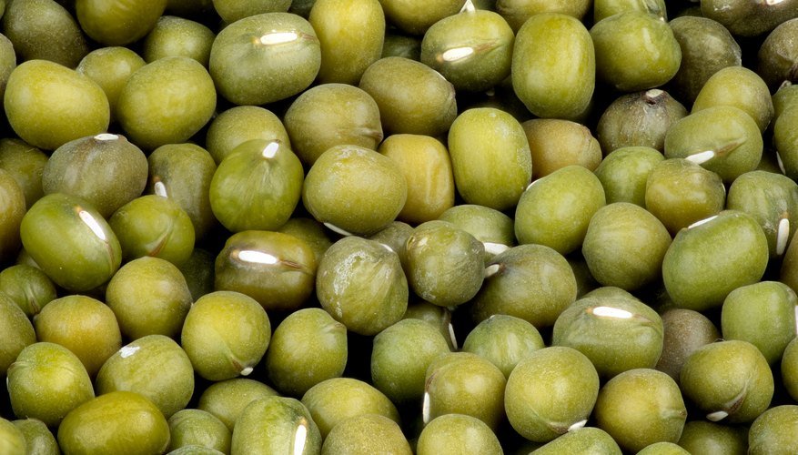 मोंगो बीज के चरण