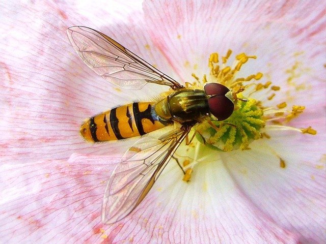 Hoverfly