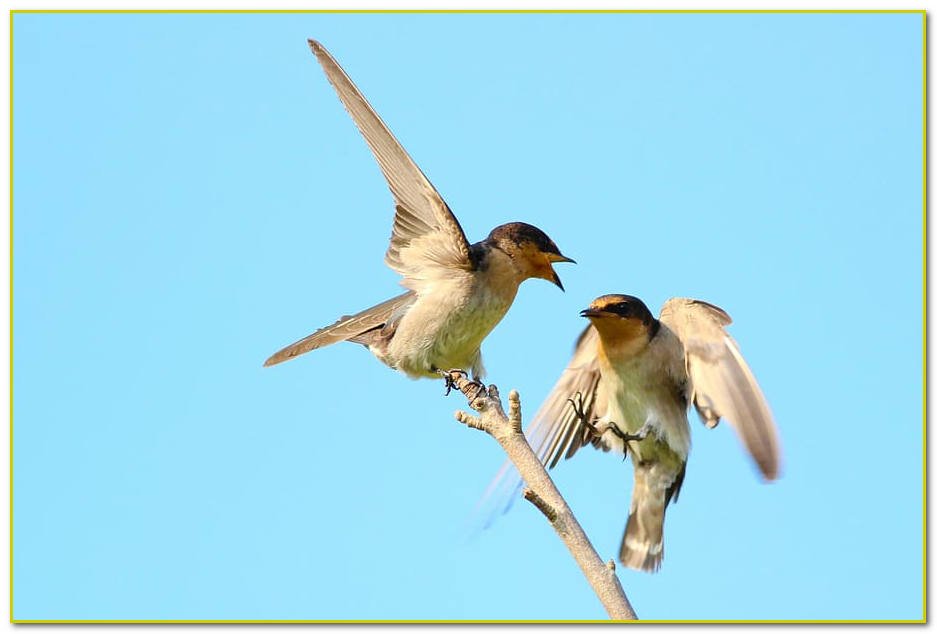 Animal Sounds Name - पशु पक्षियों की ध्वनियों सूची । एनिमल साउंड लिस्ट हिंदी और इंग्लिश में