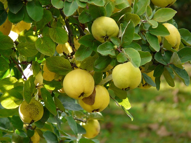 Vor- und Nachteile des Verzehrs von Quitten