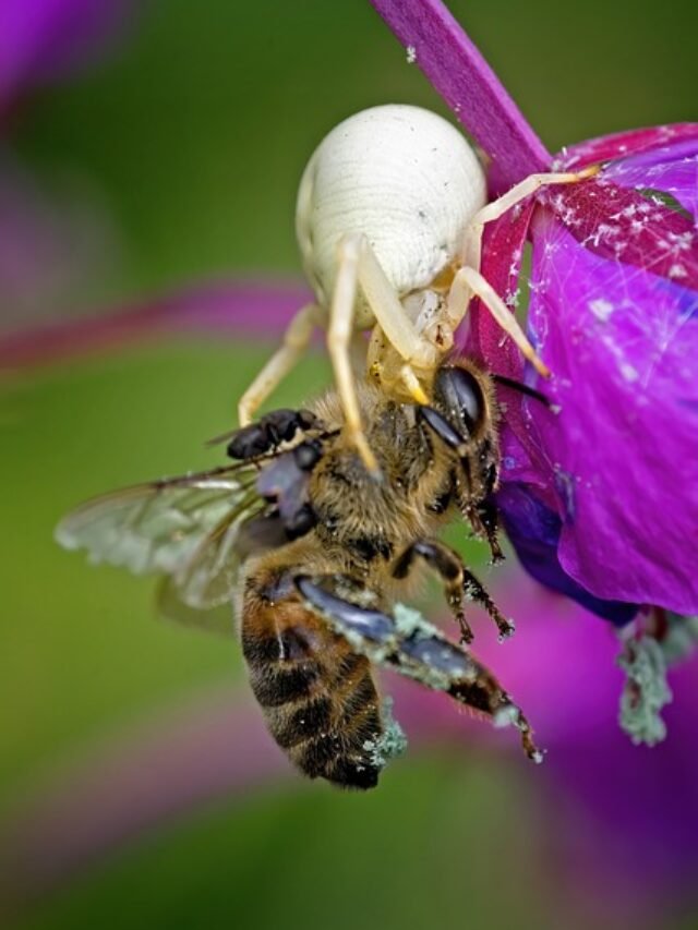 13 कीड़े खाने वाले जानवर